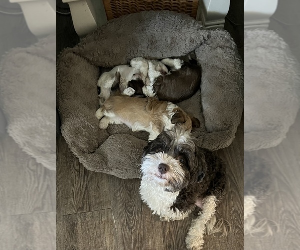Medium Photo #1  Breeder Profile in PORT RICHEY, FL, USA