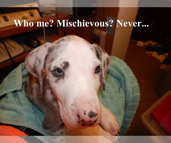 Medium Photo #7  Breeder Profile in SPRAGGS, PA, USA