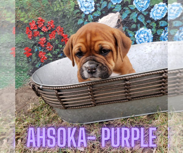 Medium Photo #2  Breeder Profile in FORSYTH, MT, USA