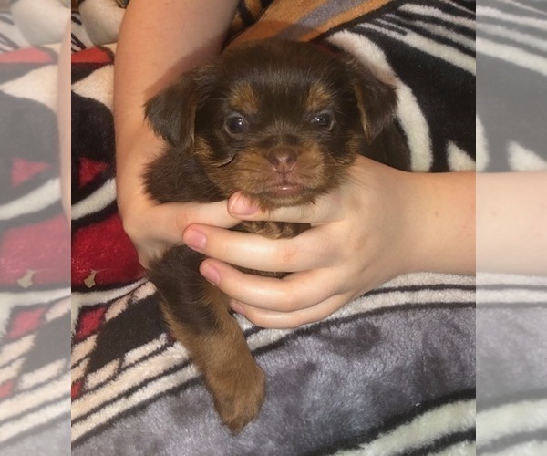 Medium Photo #37  Breeder Profile in SCOTTSDALE, AZ, USA