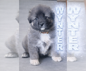 Caucasian Shepherd Dog Dog Breeder near AKELEY, MN, USA