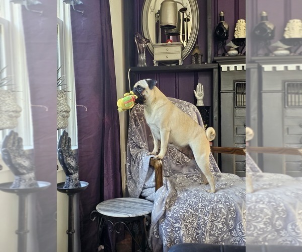 Medium Photo #1  Breeder Profile in INDEPENDENCE, MO, USA