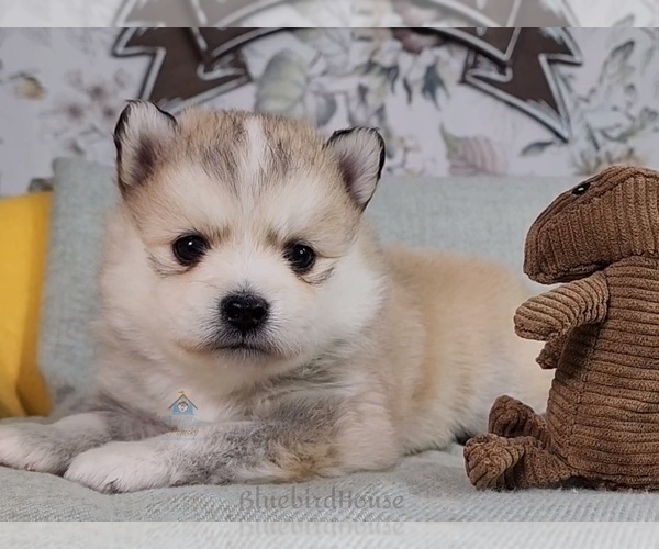 Medium Photo #48  Breeder Profile in BURNS TOWNSHIP, MN, USA