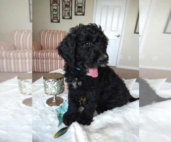 Medium Photo #1  Breeder Profile in FARMINGTON, NM, USA