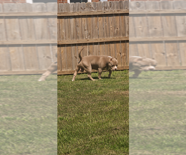 Medium Photo #7  Breeder Profile in WALTERBORO, SC, USA