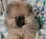 Small #19 Breeder Profile image