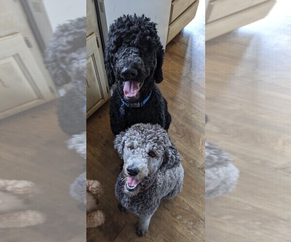 Medium Photo #1  Breeder Profile in OAKDALE, IL, USA