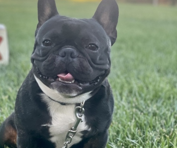 Medium Photo #1  Breeder Profile in MODESTO, CA, USA