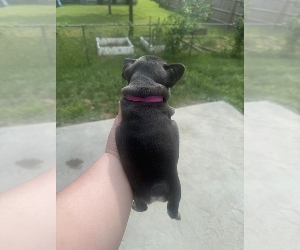 Medium Photo #15  Breeder Profile in JEFFERSONVILLE, IN, USA