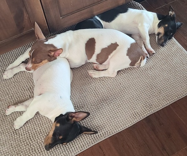 Medium Photo #25  Breeder Profile in CLAREMORE, OK, USA