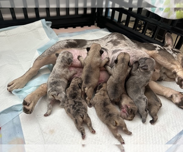 Medium Photo #1  Breeder Profile in MIAMI, FL, USA
