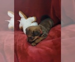 Small #132 Breeder Profile image