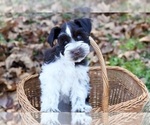 Small breeder photo