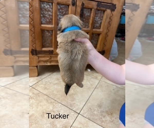 Medium Photo #76  Breeder Profile in SCOTTSDALE, AZ, USA