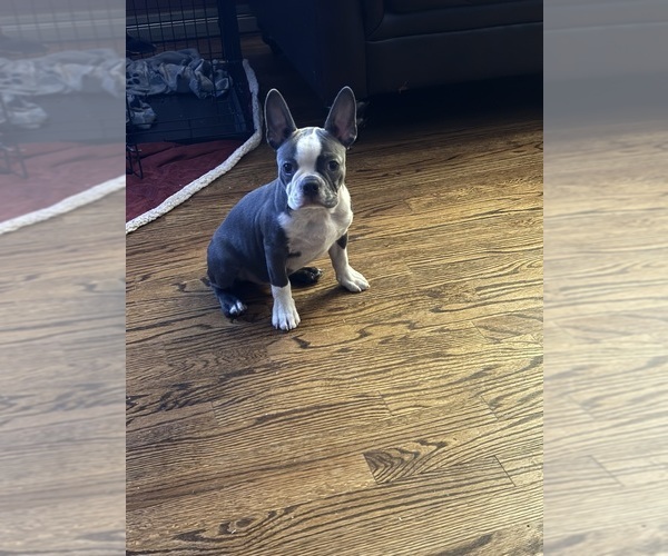 Medium Photo #1  Breeder Profile in HOWELL, NJ, USA