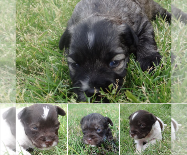 Medium Photo #1  Breeder Profile in WICHITA FALLS, TX, USA