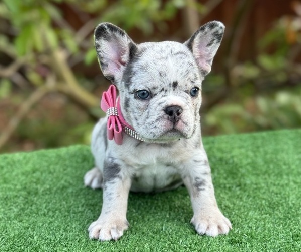 Medium Photo #6  Breeder Profile in PALM BAY, FL, USA
