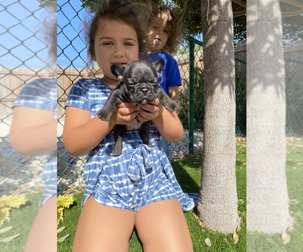 Medium Photo #1  Breeder Profile in DANIA, FL, USA
