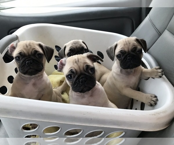 Medium Photo #1  Breeder Profile in BROOKSVILLE, FL, USA