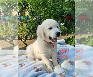 Golden Retriever Dog Breeder near BROWNSTOWN, MI, USA