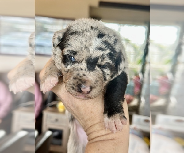 Medium Photo #54  Breeder Profile in CAMAS, WA, USA