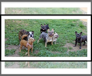 Maltipoo (Miniature) Dog Breeder near OAKLAND, CA, USA