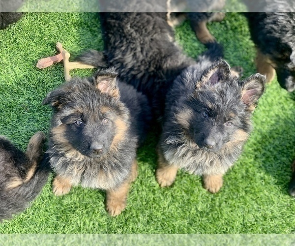 Medium Photo #159  Breeder Profile in PINON HILLS, CA, USA