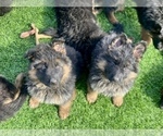 Small #158 Breeder Profile image