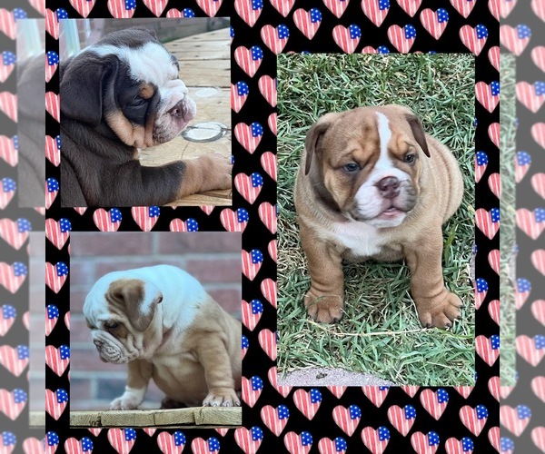 Medium Photo #1  Breeder Profile in CEDAR HILL, TX, USA