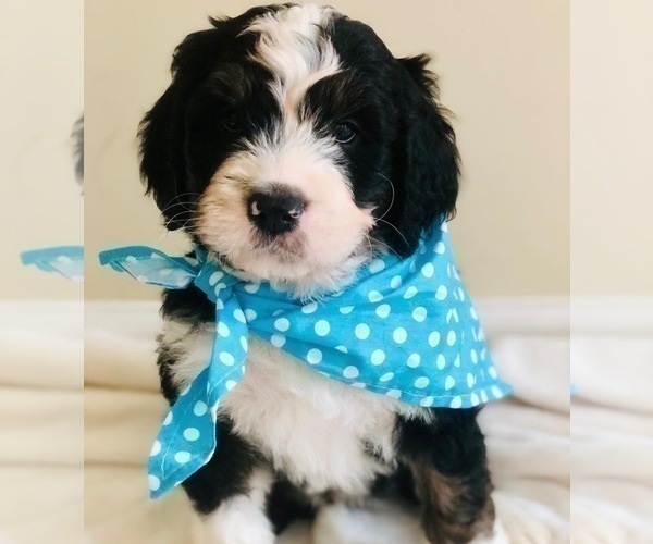 Medium Photo #9  Breeder Profile in FLEMING ISLAND, FL, USA