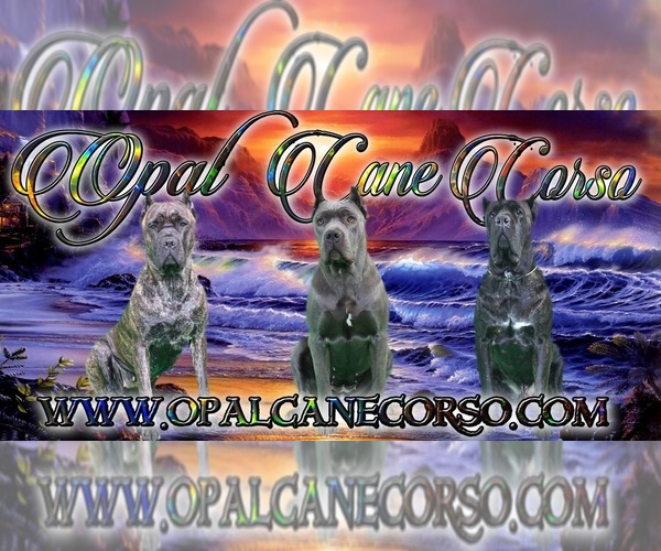 Medium Photo #1  Breeder Profile in CAMANO ISLAND, WA, USA