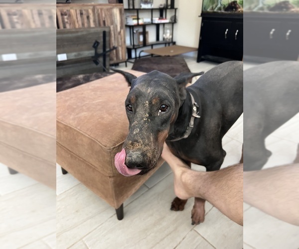 Medium Photo #3  Breeder Profile in PHOENIX, AZ, USA