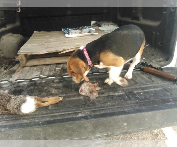 Medium Photo #1  Breeder Profile in CAMDENTON, MO, USA