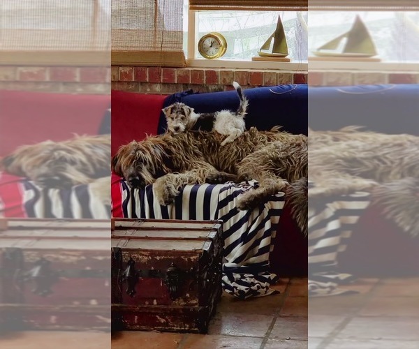 Medium Photo #10  Breeder Profile in MATHIS, TX, USA