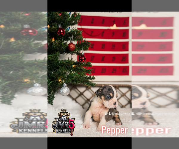 Medium Photo #6  Breeder Profile in PORTERVILLE, CA, USA