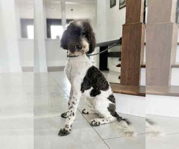 Medium Photo #1  Breeder Profile in ARDMORE, TN, USA
