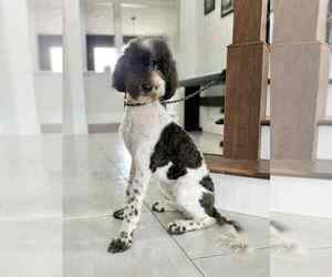 Sheepadoodle Dog Breeder near ARDMORE, TN, USA