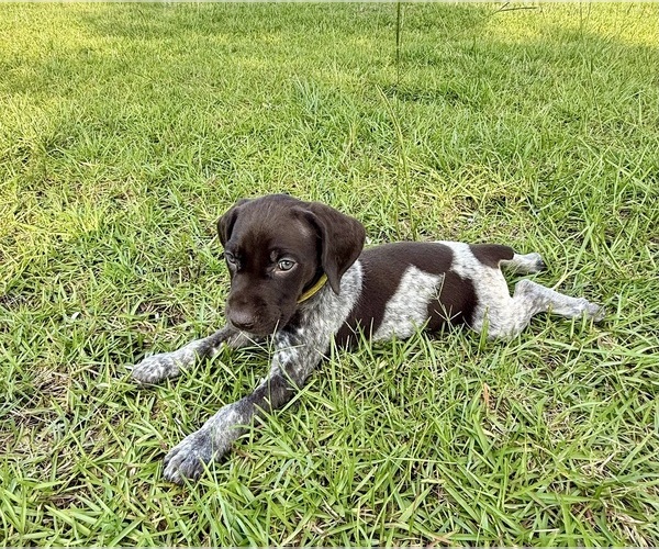 Medium Photo #17  Breeder Profile in LYONS, GA, USA