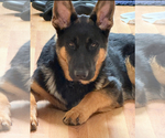 Small #24 Breeder Profile image