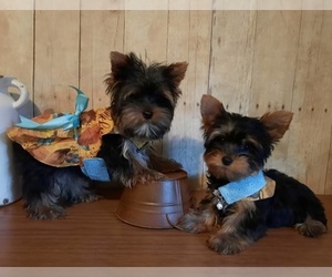 Yorkshire Terrier Dog Breeder in BRKN BOW,  USA
