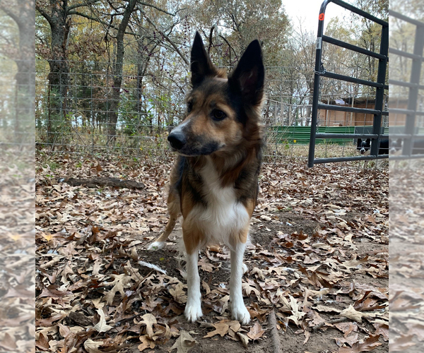 Medium Photo #2  Breeder Profile in PARIS, TX, USA