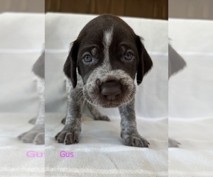 German Wirehaired Pointer Dog Breeder in BOZEMAN,  USA