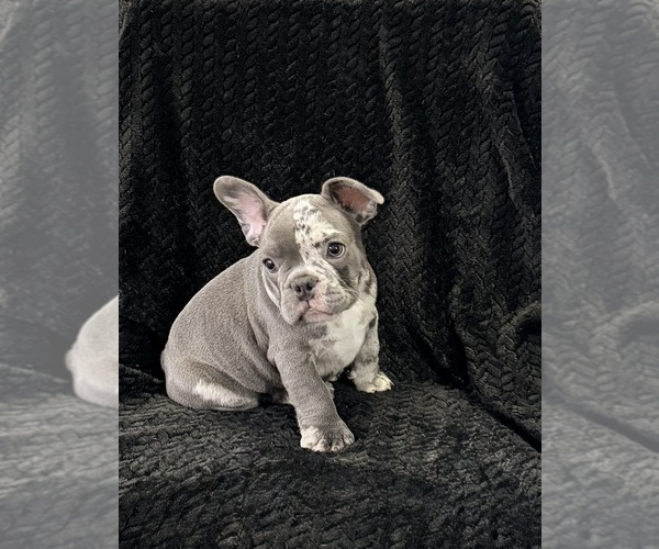 Medium Photo #32  Breeder Profile in FOUNTAIN CITY, IN, USA