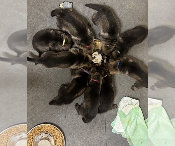 Medium Photo #1  Breeder Profile in WOODLAND, MI, USA