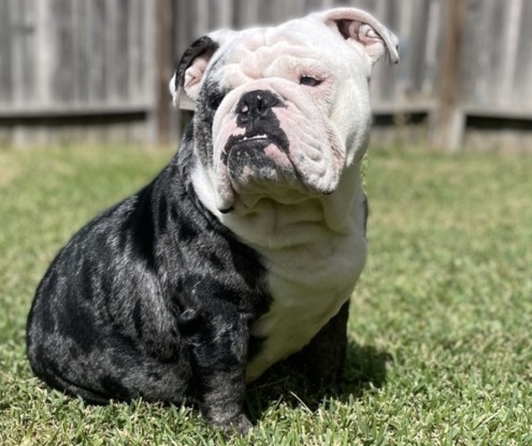 Medium Photo #1  Breeder Profile in KATY, TX, USA