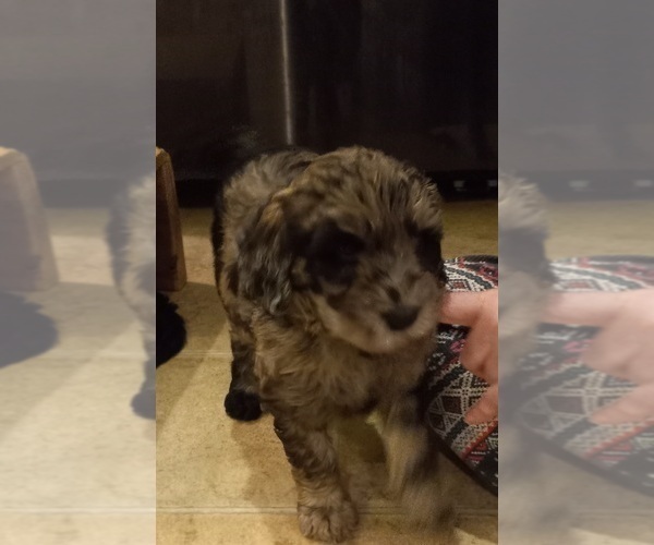 Medium Photo #12  Breeder Profile in JEFFERSONTOWN, KY, USA