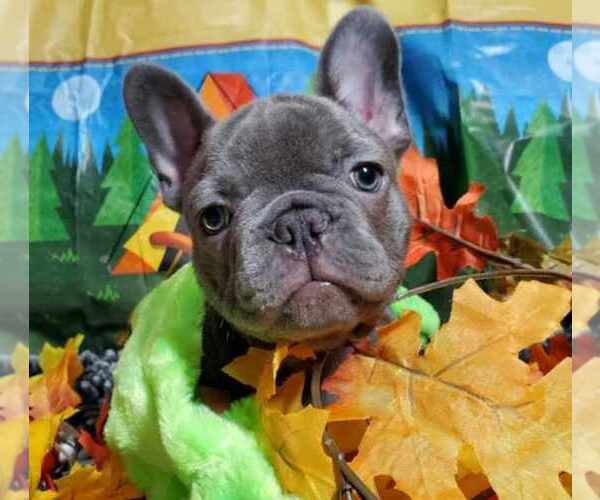 Medium Photo #7  Breeder Profile in BOSTON, KY, USA