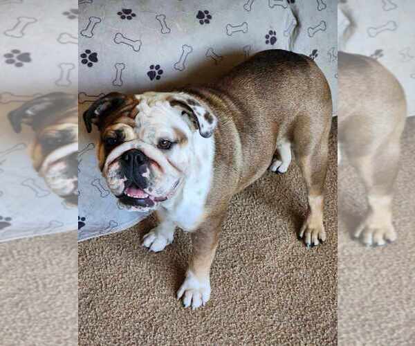 Medium Photo #9  Breeder Profile in LOUISA, VA, USA