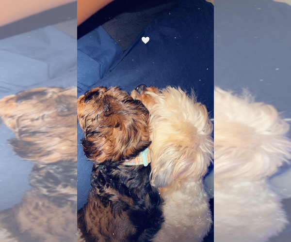 Medium Photo #7  Breeder Profile in ARLINGTON, TX, USA