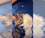 Small #6 Breeder Profile image